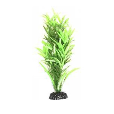 PLANTAS AP-8 MAXXI 20 CM